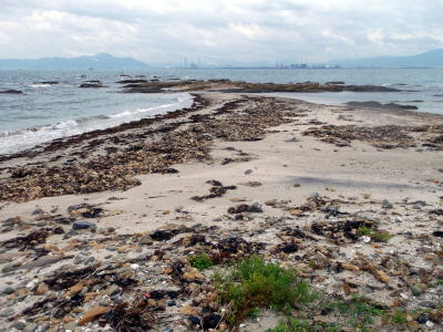 砂浜